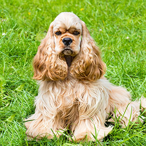 American Cocker Spaniel